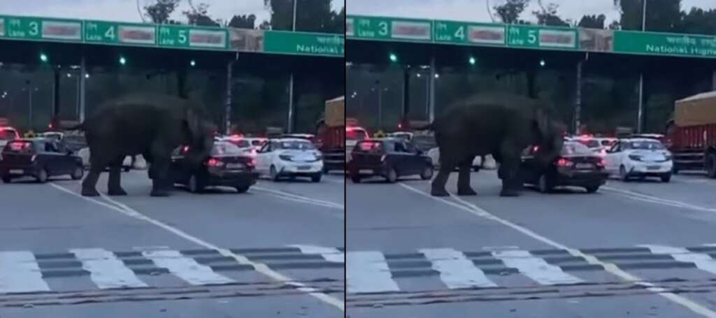 elephant