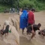 उत्तराखंड में बारिश का कहर! उफनते गधेरे में बही बाइक