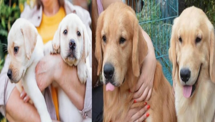 Pet-Dog-Registration